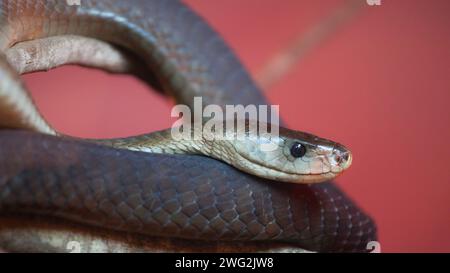 mamba nera che giace su un ramo Foto Stock