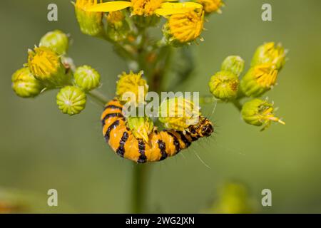 il bruco nero giallo della falena cinabra che si nutre di una pianta di ragmosto Foto Stock
