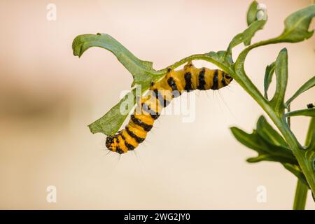 il bruco nero giallo della falena cinabra che si nutre di una pianta di ragmosto Foto Stock
