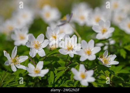 Anemone di legno (Anemone nemorosa) fiori bianchi che fioriscono nella foresta primaverile Foto Stock