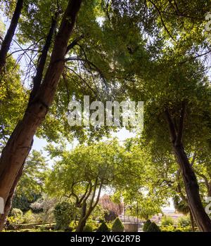 Fotografía panorámica de los enormes árboles que nos saludan al entrar en la huerta de Calixto y Melibea, Salamanca, España Foto Stock