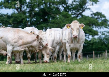 Mandria di giovenche bianche blu britanniche che pascolano su un pascolo secco nel Somerset, Regno Unito Foto Stock