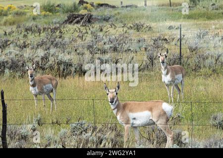 Tre antilopi pascolano in una mattina d'estate in Colorado Foto Stock