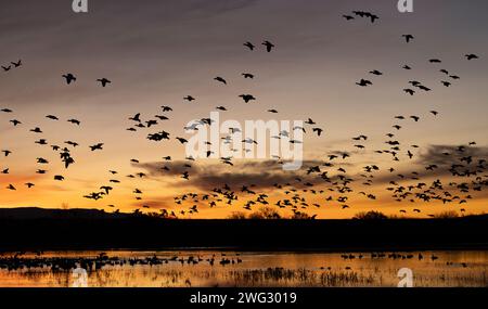 Un gregge di oche della neve (Anser caerulescens) che volano all'alba sopra il Bosque del Apache National Wildlife Refuge nel New Mexico. Foto Stock