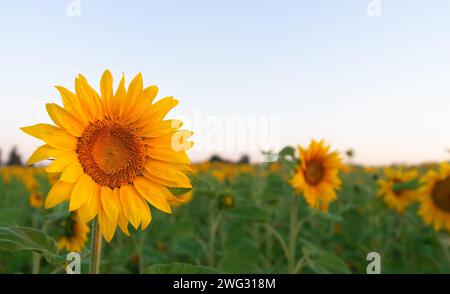 Sunflower close-up in a field at dawn. Foto Stock