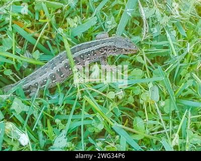 Lucertola orientale nell'erba, crogiolandosi al sole. Foto Stock