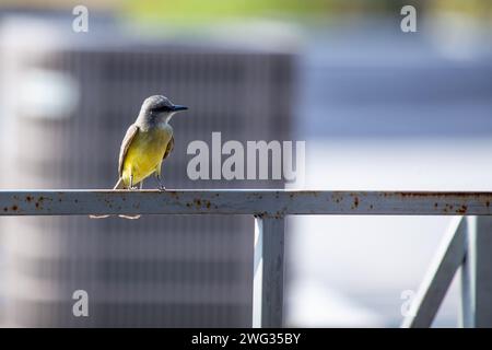 Grazioso uccello tropicale, Tyrannus melancholicus, arroccato nei vibranti paesaggi dell'America centrale e meridionale, con la sua caratteristica prugna Foto Stock