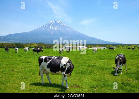 Vacche Holstein Friesiane che pascolano in una fattoria nell'area dell'altopiano di Asagiri vicino al Monte Fuji in Giappone Foto Stock