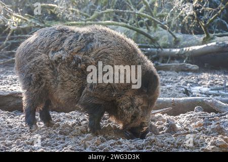 Un cinghiale scava attraverso il fango di fronte a un abete caduto, sagomato dalla retroilluminazione mattutina. Foto Stock