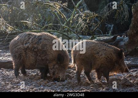 Un cinghiale e una scrofa stanno radicando nel terreno umido della foresta vicino a un albero caduto. Foto Stock