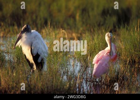 Palude di rosa, Ajaia ajaja e cicogna di legno, Mycteria americana, che si nutrono in una palude al Merritt Island National Wildlife Refuge, Florida Foto Stock