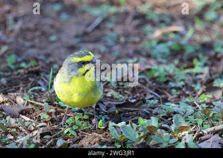 Mosambikgirlitz / canarino dalla facciata gialla / Crithagra mozambica Foto Stock