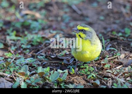 Mosambikgirlitz / canarino dalla facciata gialla / Crithagra mozambica Foto Stock
