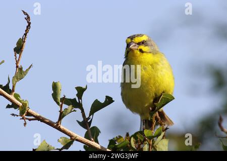Mosambikgirlitz / canarino dalla facciata gialla / Crithagra mozambica Foto Stock
