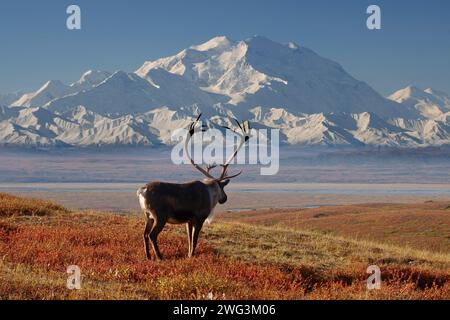 caribou, Rangifer tarandus, toro in colori autunnali affacciato sul monte McKinley, Denali National Park, Alaska interna Foto Stock