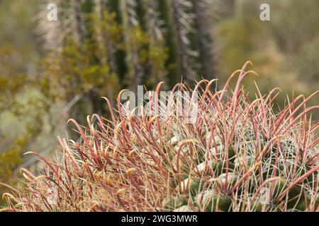 Primo piano del cactus a canna di uncino Foto Stock