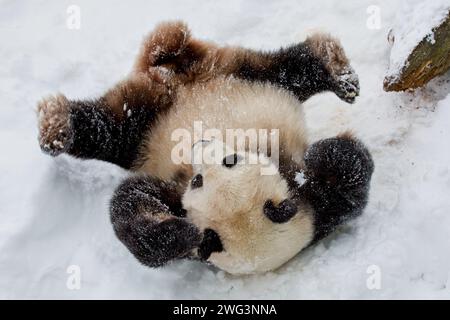 Panda gigante Tian Tian, rotolando nella neve allo Smithsonian National Zoological Park, Washington, DC Foto Stock