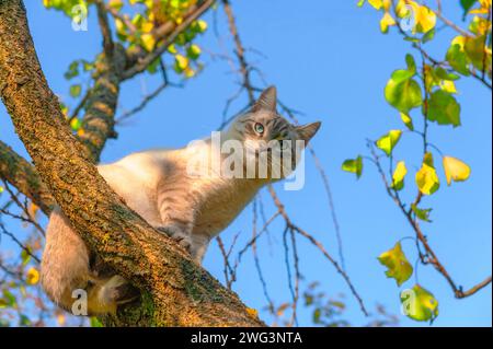Un giovane gatto color crema con gli occhi verdi e le strisce grigie sul viso siede su un albero contro un cielo blu Foto Stock
