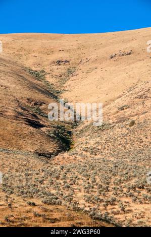 La prateria pendenza, John giorno stato Fiume Scenic fluviale, Murtha Ranch, pioppi neri americani Canyon State Park, Oregon Foto Stock