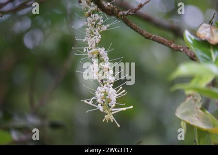 Macadamia ternifolia (piccolo noce del Queensland, gympie nut). cura della pelle, trattamenti anti-invecchiamento, cura delle unghie e aromaterapia. Foto Stock