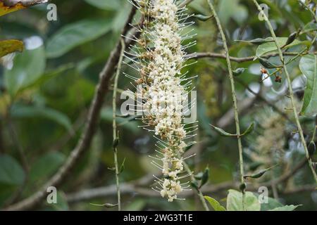 Macadamia ternifolia (piccolo noce del Queensland, gympie nut). cura della pelle, trattamenti anti-invecchiamento, cura delle unghie e aromaterapia. Foto Stock