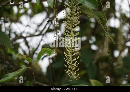 Macadamia ternifolia (piccolo noce del Queensland, gympie nut). cura della pelle, trattamenti anti-invecchiamento, cura delle unghie e aromaterapia. Foto Stock