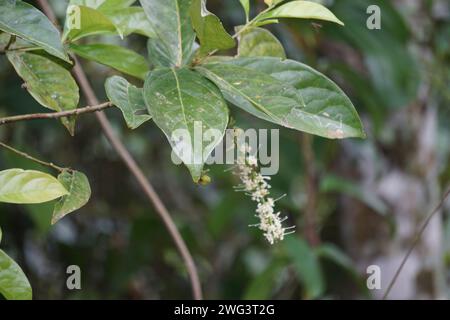 Macadamia ternifolia (piccolo noce del Queensland, gympie nut). cura della pelle, trattamenti anti-invecchiamento, cura delle unghie e aromaterapia. Foto Stock