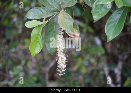 Macadamia ternifolia (piccolo noce del Queensland, gympie nut). cura della pelle, trattamenti anti-invecchiamento, cura delle unghie e aromaterapia. Foto Stock