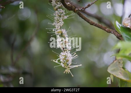 Macadamia ternifolia (piccolo noce del Queensland, gympie nut). cura della pelle, trattamenti anti-invecchiamento, cura delle unghie e aromaterapia. Foto Stock