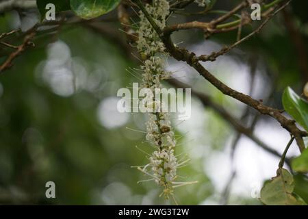 Macadamia ternifolia (piccolo noce del Queensland, gympie nut). cura della pelle, trattamenti anti-invecchiamento, cura delle unghie e aromaterapia. Foto Stock