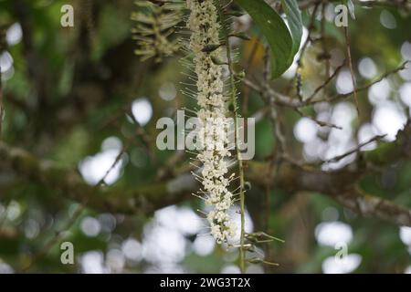 Macadamia ternifolia (piccolo noce del Queensland, gympie nut). cura della pelle, trattamenti anti-invecchiamento, cura delle unghie e aromaterapia. Foto Stock