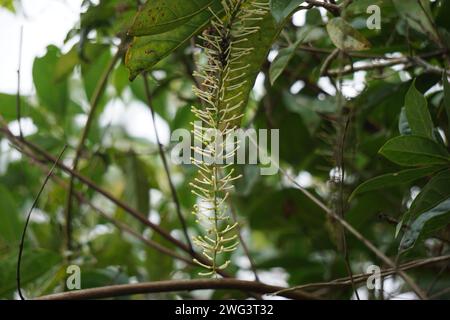 Macadamia ternifolia (piccolo noce del Queensland, gympie nut). cura della pelle, trattamenti anti-invecchiamento, cura delle unghie e aromaterapia. Foto Stock