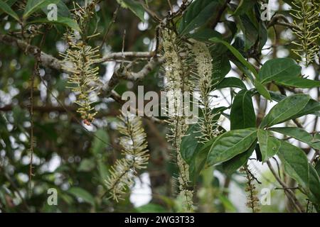 Macadamia ternifolia (piccolo noce del Queensland, gympie nut). cura della pelle, trattamenti anti-invecchiamento, cura delle unghie e aromaterapia. Foto Stock