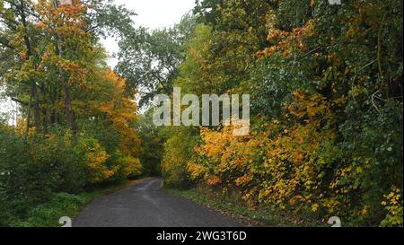 Una strada in autunno, area regionale, Polonia occidentale Foto Stock