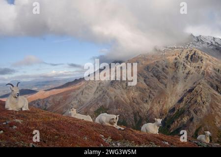 Pecora dall, Ovis dalli, che riposa su una collina nel Denali National Park, all'interno dell'Alaska Foto Stock