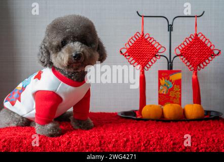 Adorabile cagnolino nero che indossa un panno per il capodanno cinese con pendente, busta rossa o ang pao (le parole significano drago e buona fortuna) e arance Foto Stock