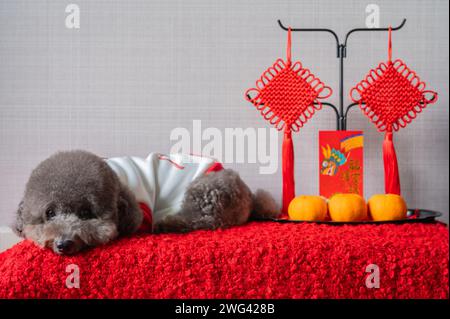 Adorabile cagnolino nero che indossa un panno per il capodanno cinese con pendente, busta rossa o ang pao (le parole significano drago e buona fortuna) e arance Foto Stock