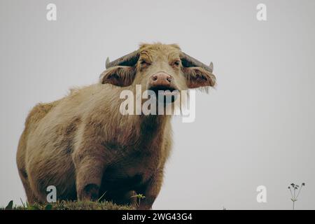 Un bufalo albino d'acqua (Bubalus bubalis) nella nebbia al villaggio di Lao Chai, sa pa Vietnam Foto Stock