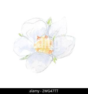 Illustrazione dell'acquerello delle fragole dei fiori. Pianta di bacca bianca isolata su sfondo bianco. Giardino botanico naturale disegnato a mano Foto Stock