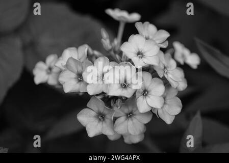 Foto d'arte di splendidi e diversi fiori phlox in colori interessanti e una tavolozza insolita. Boccioli fioriti si radunano nel giardino. Foto Stock