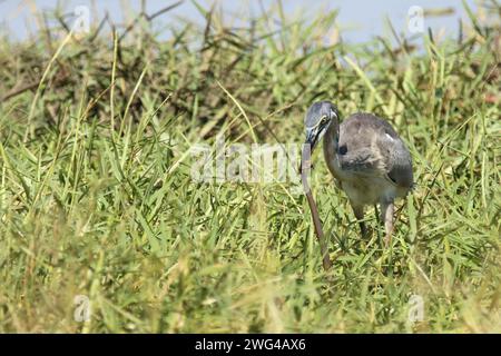 Schwarzhalsreiher und Mosambik-Speikobra / airone dalla testa nera e cobra sputante del Mozambico / Ardea melanocephala et Naja mossambica Foto Stock