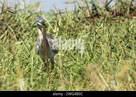 Schwarzhalsreiher und Mosambik-Speikobra / airone dalla testa nera e cobra sputante del Mozambico / Ardea melanocephala et Naja mossambica Foto Stock