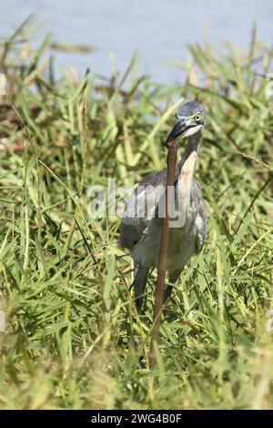 Schwarzhalsreiher und Mosambik-Speikobra / airone dalla testa nera e cobra sputante del Mozambico / Ardea melanocephala et Naja mossambica Foto Stock