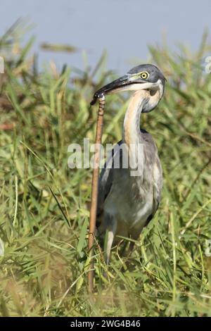 Schwarzhalsreiher und Mosambik-Speikobra / airone dalla testa nera e cobra sputante del Mozambico / Ardea melanocephala et Naja mossambica Foto Stock