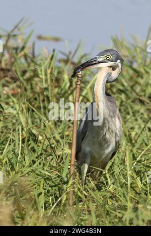 Schwarzhalsreiher und Mosambik-Speikobra / airone dalla testa nera e cobra sputante del Mozambico / Ardea melanocephala et Naja mossambica Foto Stock