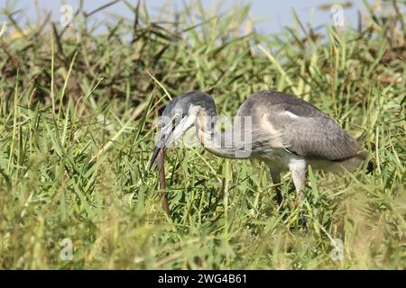 Schwarzhalsreiher und Mosambik-Speikobra / airone dalla testa nera e cobra sputante del Mozambico / Ardea melanocephala et Naja mossambica Foto Stock