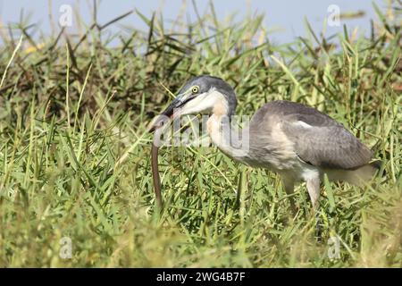 Schwarzhalsreiher und Mosambik-Speikobra / airone dalla testa nera e cobra sputante del Mozambico / Ardea melanocephala et Naja mossambica Foto Stock