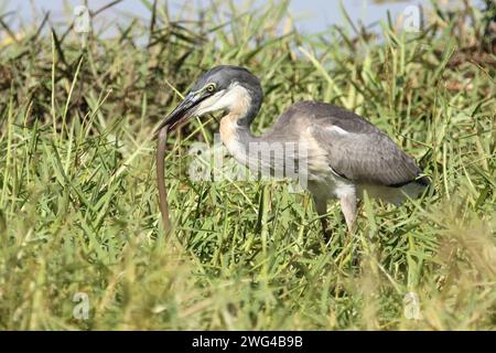 Schwarzhalsreiher und Mosambik-Speikobra / airone dalla testa nera e cobra sputante del Mozambico / Ardea melanocephala et Naja mossambica Foto Stock