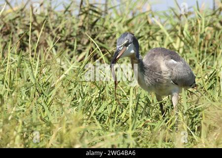 Schwarzhalsreiher und Mosambik-Speikobra / airone dalla testa nera e cobra sputante del Mozambico / Ardea melanocephala et Naja mossambica Foto Stock