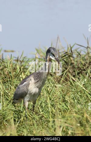 Schwarzhalsreiher und Mosambik-Speikobra / airone dalla testa nera e cobra sputante del Mozambico / Ardea melanocephala et Naja mossambica Foto Stock